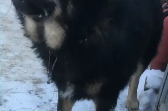 Найдена породистая собака в Москве