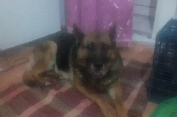 Найдена собака в Чигирах, Благовещенск