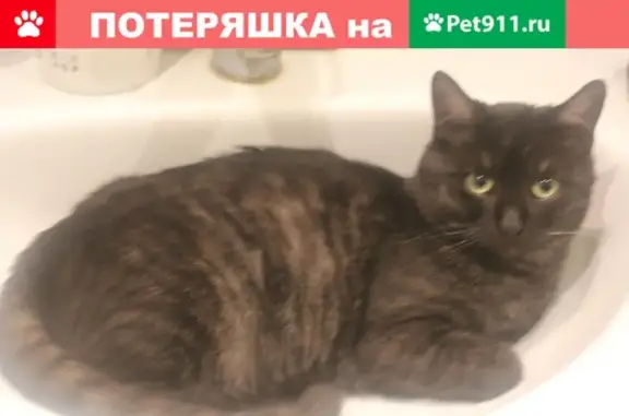 Пропал кот Черныш на 2-й Новой улице в Мытищах