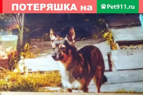 Пропала собака в поселке Дербышки, Казань