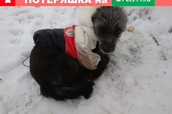 Собака найдена под мостом в Красноармейском районе Волгограда