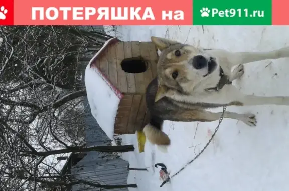 Найдена собака и кабель в Смоленской обл.