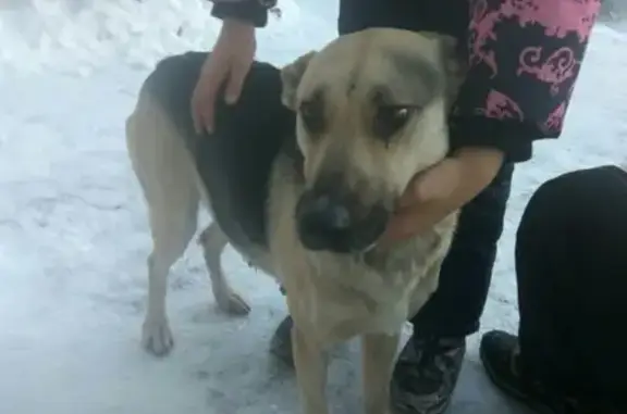 Найдена собака в Богородском, ищем хозяина