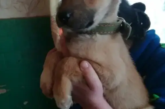 Найдена собака в Камышине с ошейником