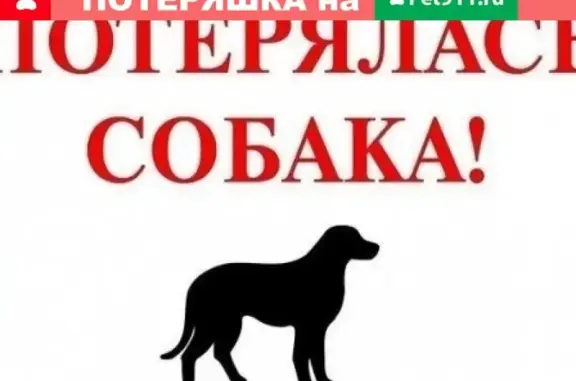 Пропала собака в Новороссийске, помогите найти!