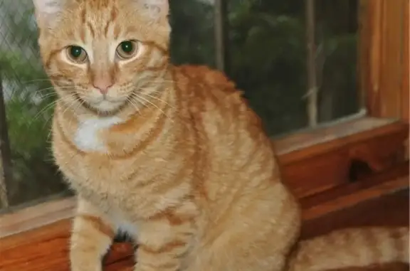 Найден котенок на ул. Комиссарова