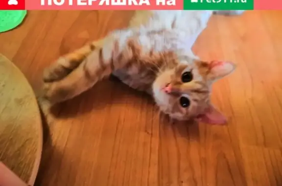 Найден котик на ул. Ивана Сусанина, ищем хозяев