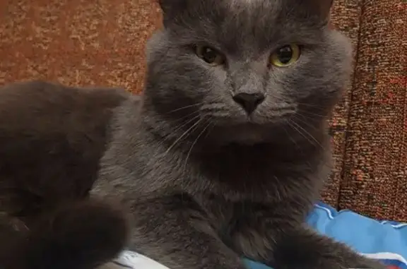 Найден кот на ул. Самолетная в Екатеринбурге