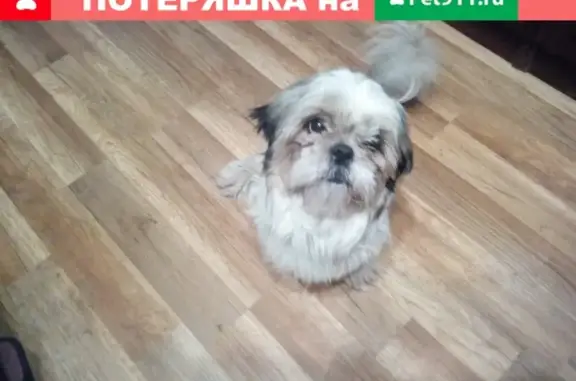Пропала собака Елфи в Вологде