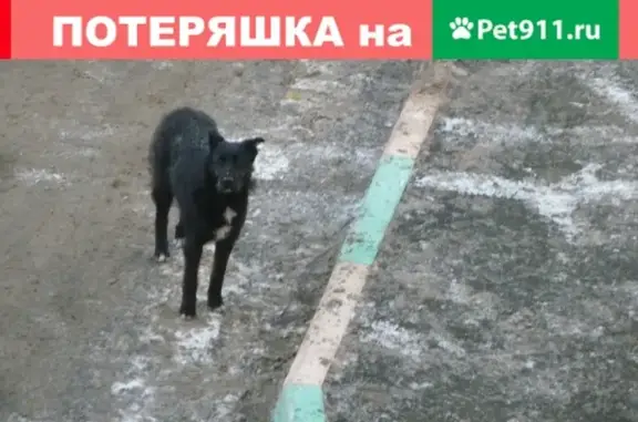 Найдена собака в Челябинске, нужен хозяин!