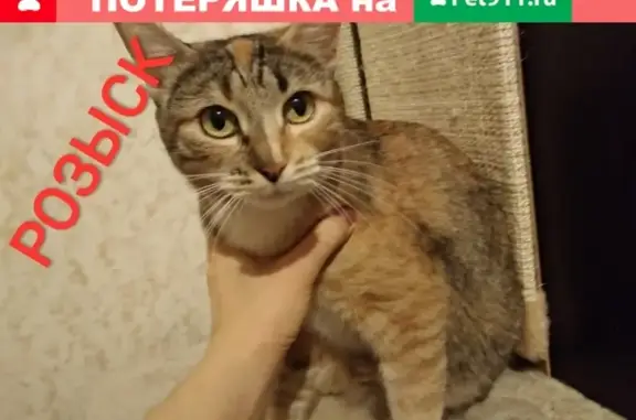 Пропала кошка в Дзержинском, Московская обл.