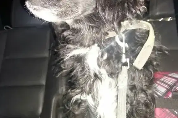 Собака найдена в Екатеринбурге, р-н Автовокзала с контактами.
