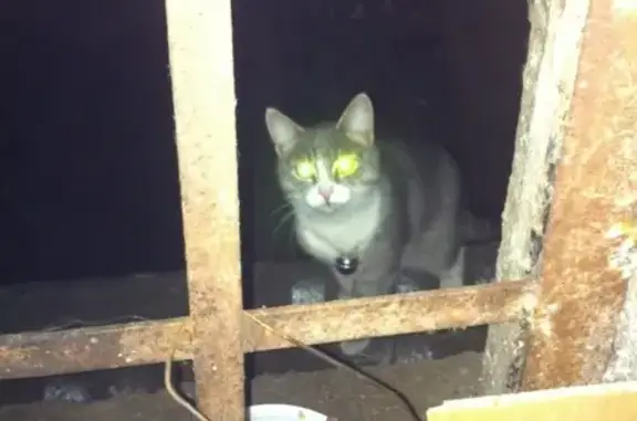 Найдена кошка на улице Авангардная