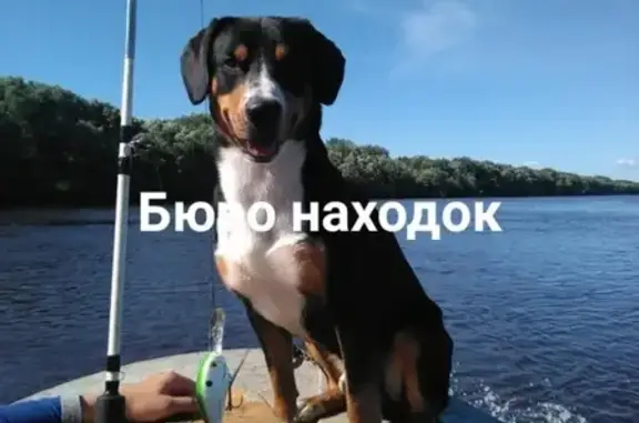 Пропала собака в Архангельске 15.12.2018, помогите найти!
