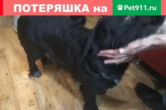 Найдена собака на ул. Мичурина-Большакова (г. Екатеринбург)