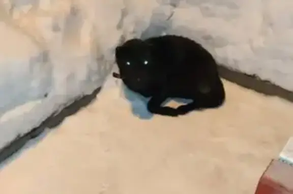Найдена черная собака в парке Центральный, Барнаул