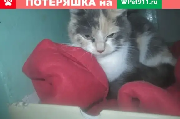Найдена трехцветная кошка в Вторчермете, Екатеринбург