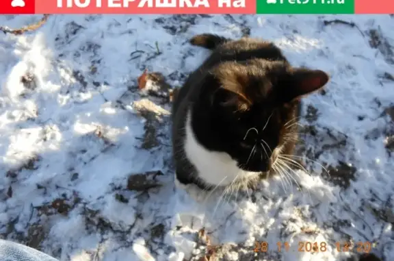 Пропал котенок Дартаньяшка в районе Овсище, Псков.