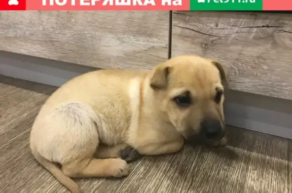 Найдена собака на трассе в Краснодаре, ищем новый дом