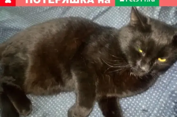 Найден молодой черный кот в Серпухове! СРОЧНО!