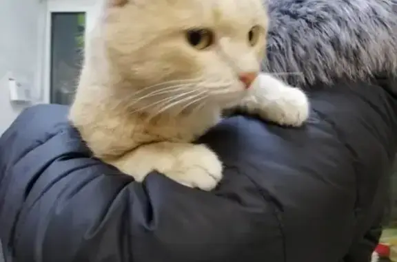 Найден кот бежевого цвета в Магнитогорске