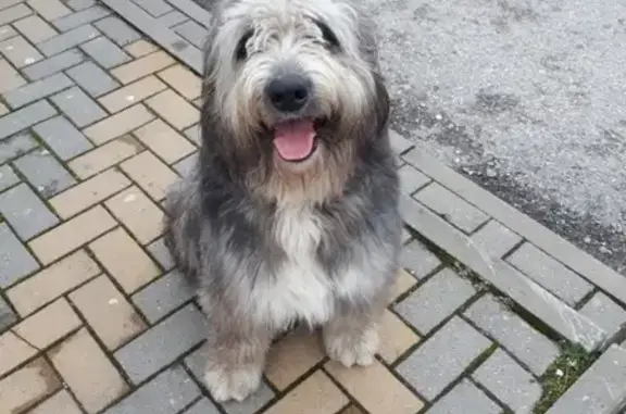 Найдена собака в Геленджике