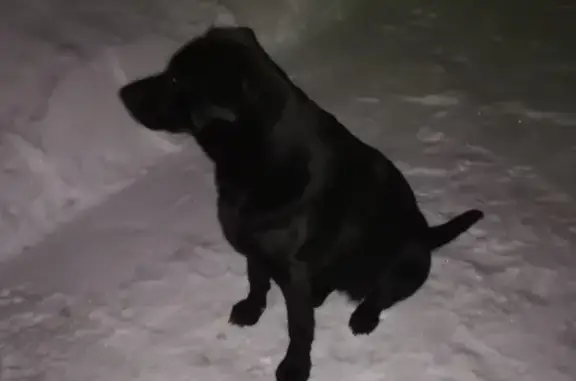 Пропала собака в мкр Строитель, черный лабрадор, ул. Кирпичная