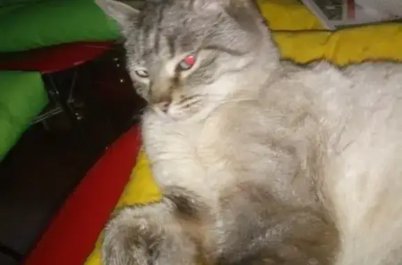 Найдена кошка в Горелово, СПб