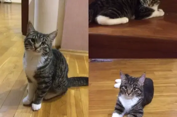 Найдена кошка в Анкудиновке, Кстовский район