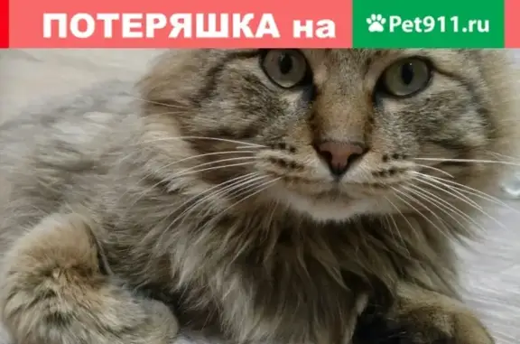 Пропала кошка Тишка в Копейске, Челябинская область