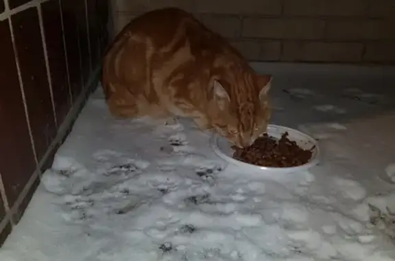 Найдена рыжая кошка в районе Черемушек, ищет дом