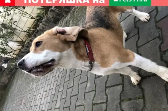 Собака бигль на Черноморской ул.