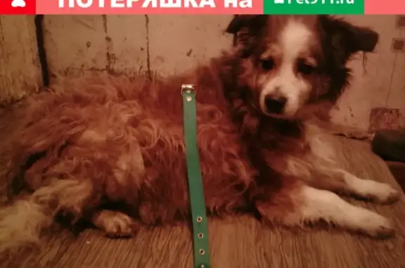 Найдена собака в Тольятти, Россия.