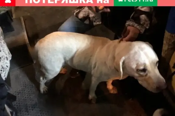 Найдена собака в Ошейнике на маршруте 107, Севастополь