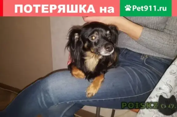Найдена ручная собака в Санкт-Петербурге