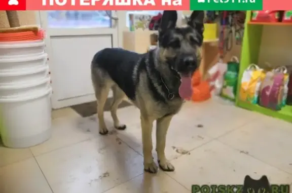 Собака на Ленинградской области