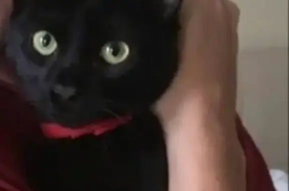 Кошки потеряшки, Каменский район, фото: Потеряшка чёрная кошка с ошейником, Каменск-Шахтинский, Ростовская область