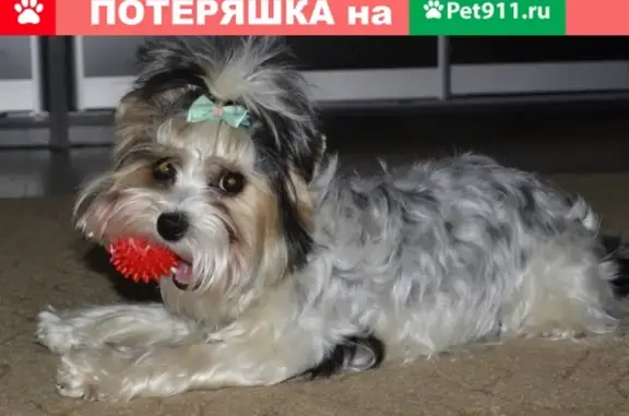 Пропала собака в Егорьевске, с ошейником и пятнышком