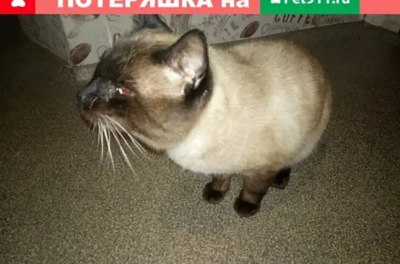 Найден тайский кот на углу 2 новый-Маршала Жукова в Таганроге
