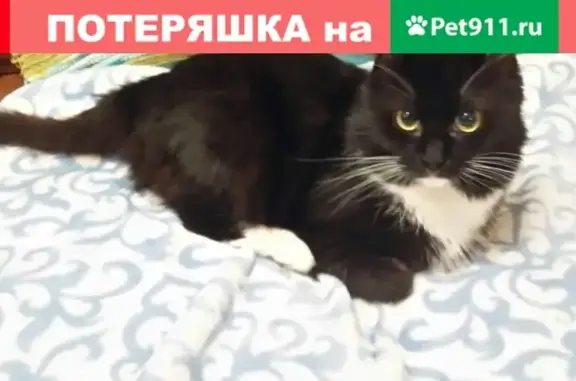 Пропала кошка на Берёзовой улице, Павловск, СПб