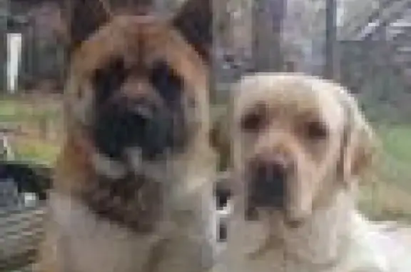 Пропали две собаки: лабрадор и акита, вознаграждение 30 тыс, Сестрорецкий Разлив, СПб.