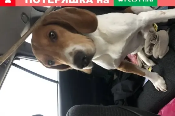 Собака Эстонской гончей найдена в Белгороде