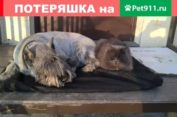 Пропала собака Рей в Красном Селе, Санкт-Петербург.