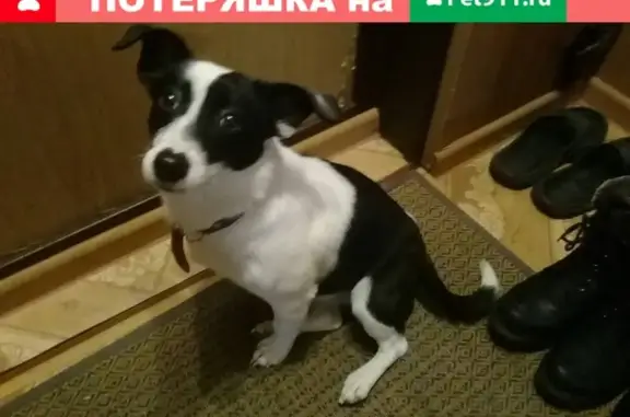 Найдена собака в Новочебоксарске, ищет хозяев