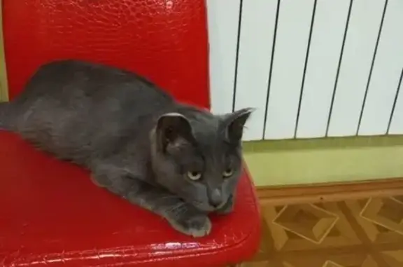 Найдена русская голубая кошка на Июньской улице в Чите
