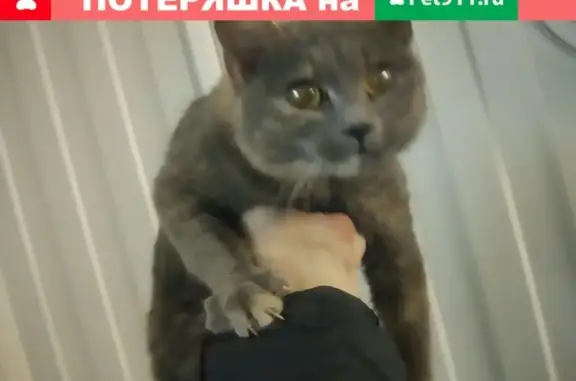 Найдена кошка в Рязани с ошейником от блох