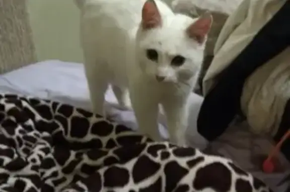Найдена белая кошка на ул. Романа Брянского