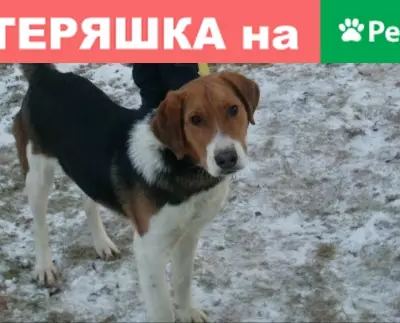 Пропала собака Байкал в Ельне