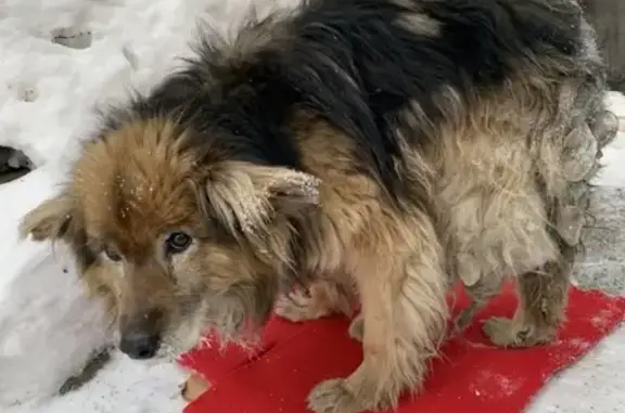 Срочно! Найдена замерзающая собака на ул. 2я Воинская, Новосибирск
