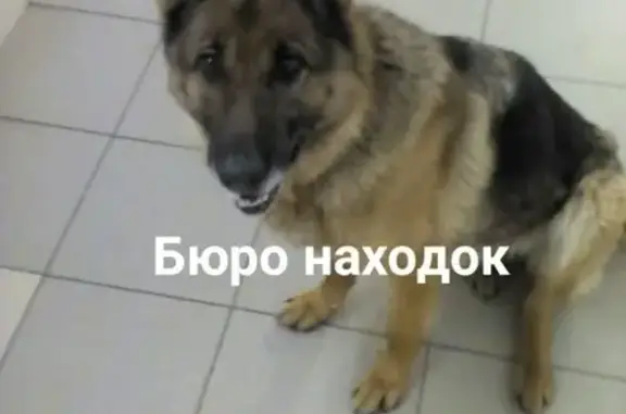 Найдена собака на Ленинградском 38